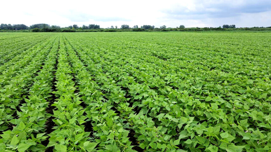 Da li je proizvodnja pasulja isplativa?