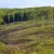 Za pet godina nestala polovina privatnih šuma u Srbiji?