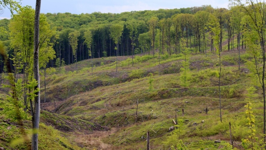 Za pet godina nestala polovina privatnih šuma u Srbiji?