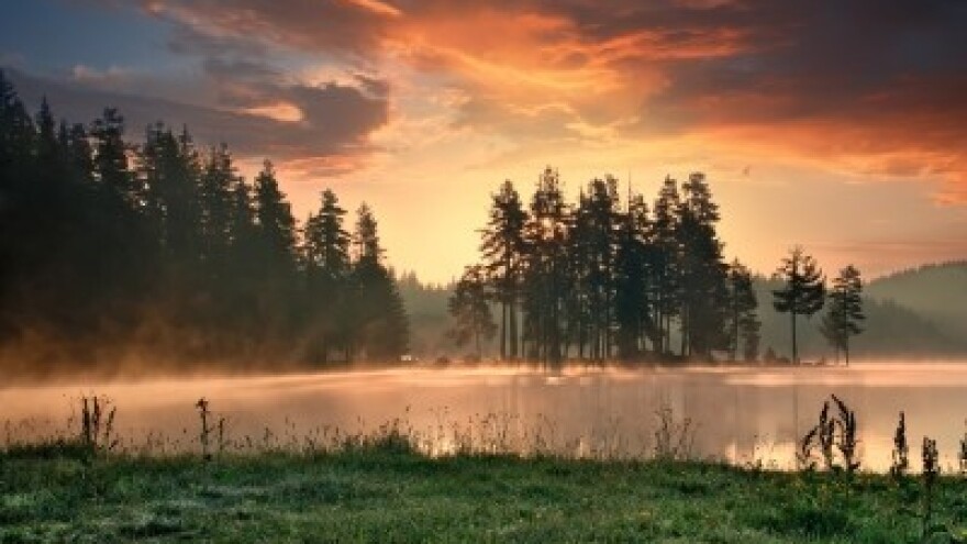 U BiH ugroženo milijun kubnih metara šume