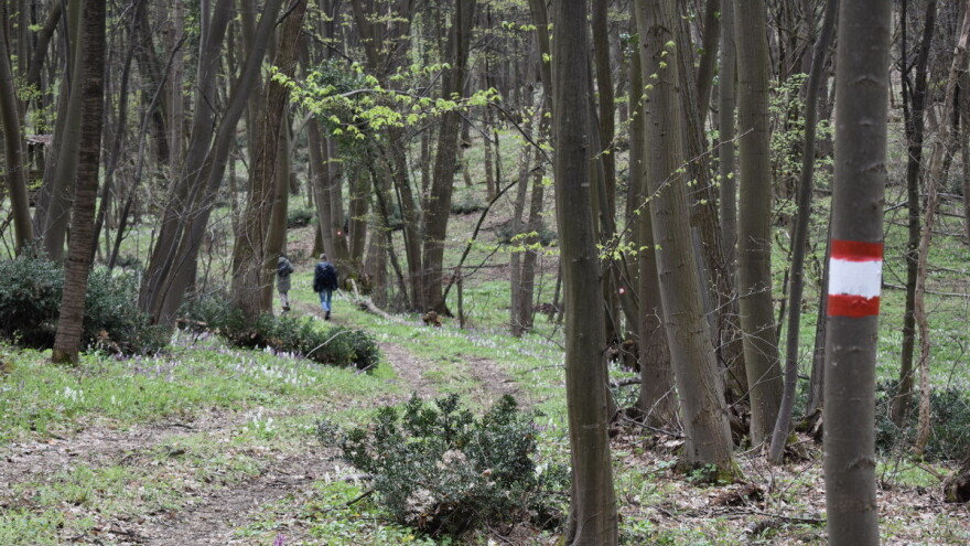 TOP 5 razloga zašto ne možemo bez šuma