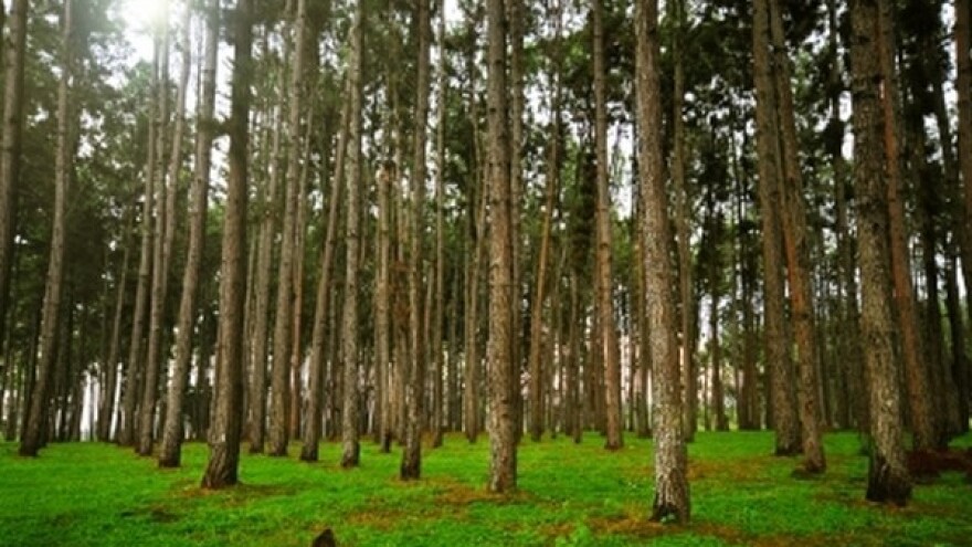 HABEAS alat za vrednovanje šuma