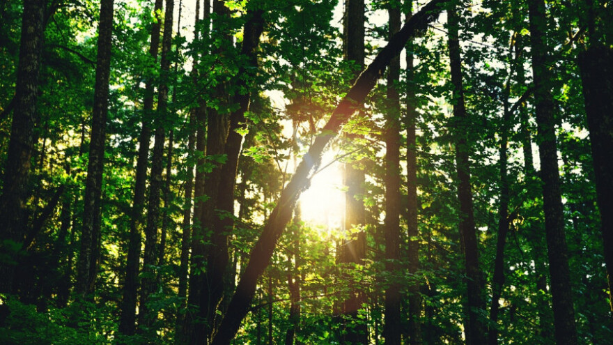 Izvozimo daske, balvane, ali i ukradenu sirovinu