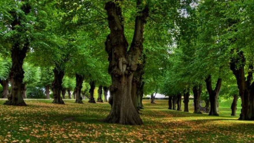 Dolazi 2000 šumara iz svih 16 uprava