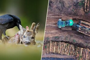 Masovna prenamjena zemljišta iz šumskih u poljoprivredna i izlovljavanje, krivci za Covid-19?
