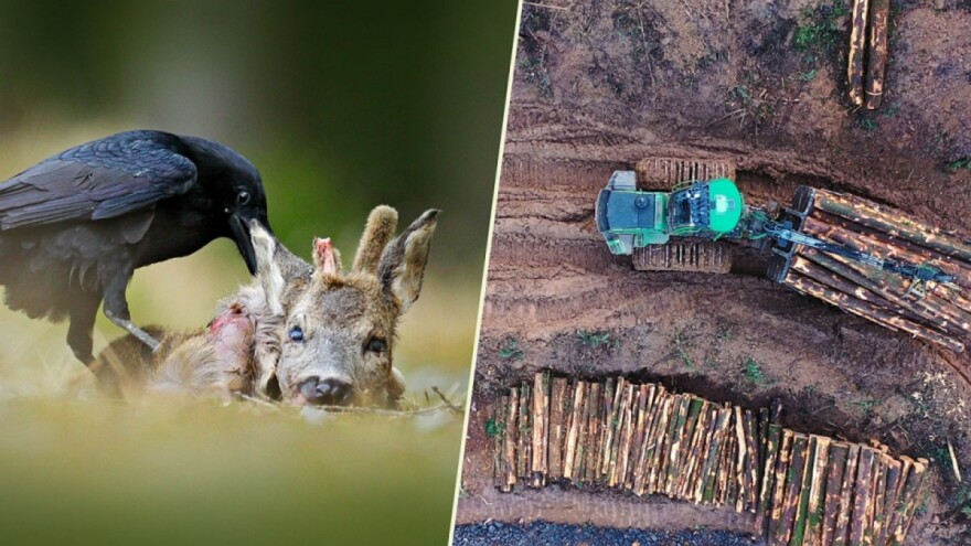 Masovna prenamjena zemljišta iz šumskih u poljoprivredna i izlovljavanje, krivci za Covid-19?