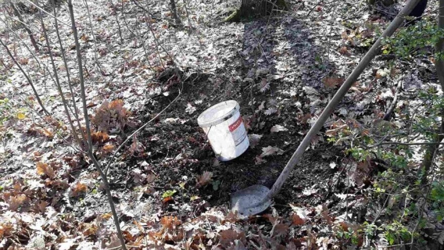 Šumska zemlja odlična je za sadnju cvijeća, povrća, voća