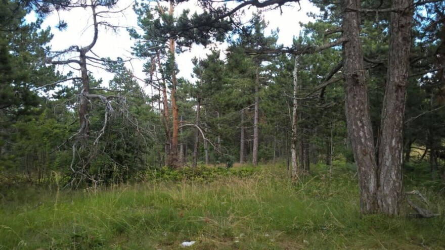 Besplatan sadni materijal u cilju podrške pošumljavanju privatnih šuma