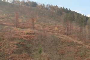 Sječom šuma trebali bi se baviti samo nadležni, ukoliko želimo da ih sačuvamo u budućnosti!