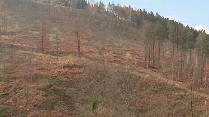 Sječom šuma trebali bi se baviti samo nadležni, ukoliko želimo da ih sačuvamo u budućnosti!
