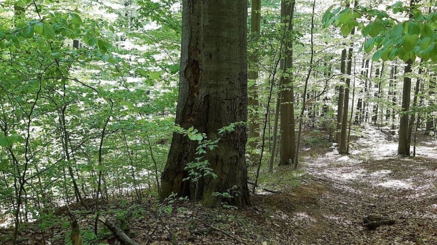 Za očuvanje BiH šuma, nadležni izdvojili preko 2,6 miliona KM
