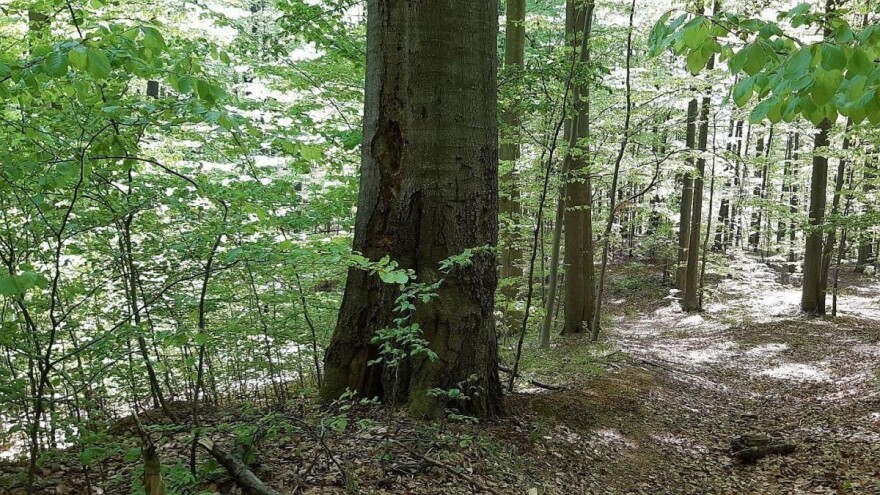 U planu otvaranje novi tržišta za drvoprerađivački sektor i odlazak na "Interzum" u Kelnu