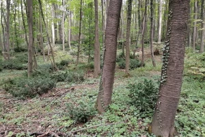 Traktorom čistili šumu, grana teško ozlijedila 63-godišnjaka