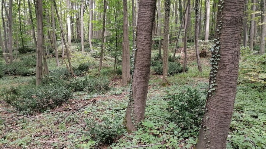 Traktorom čistili šumu, grana teško ozlijedila 63-godišnjaka