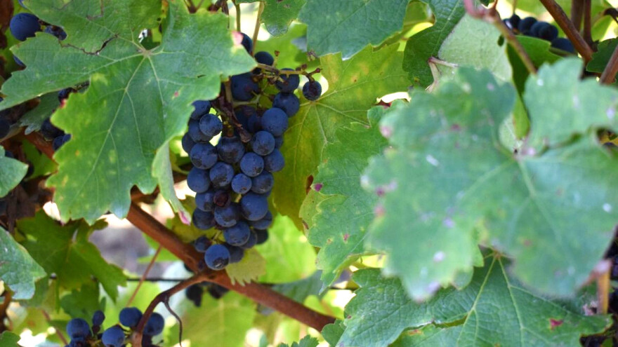 Još sutra 29°C, a onda slijedi pogoršanje - ipak neće biti mraza