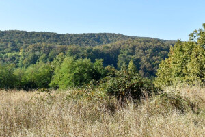 Konverzija šuma: Za novih devet projekata UŠP-u Split sedam milijuna kuna