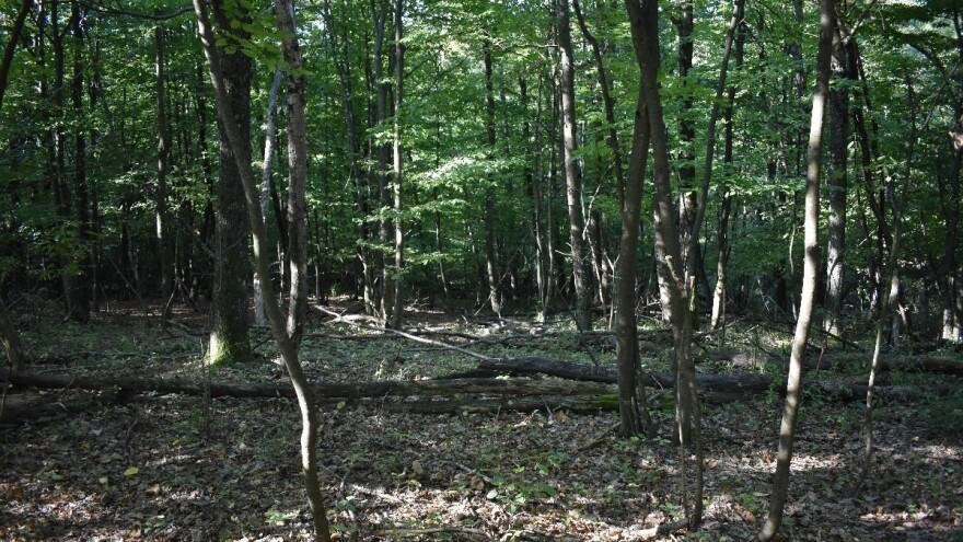 Privatni šumovlasnici traže reviziju nove Strategije Europske unije za šume