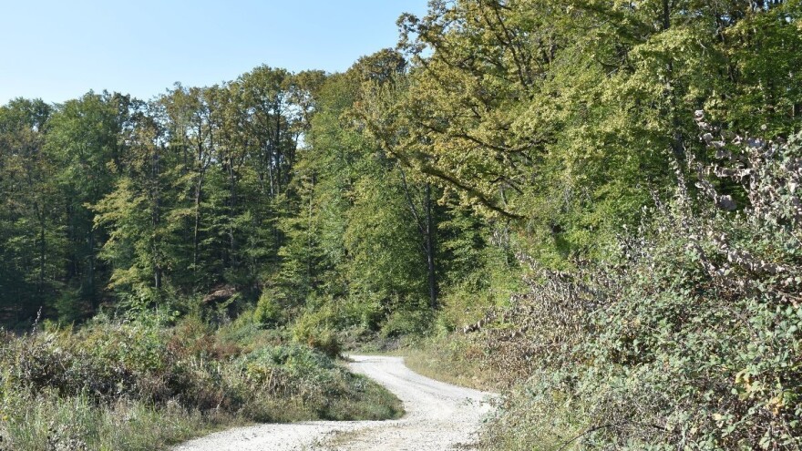 Objavljen Javni poziv - financiraju se radovi održavanja šumskih cesta