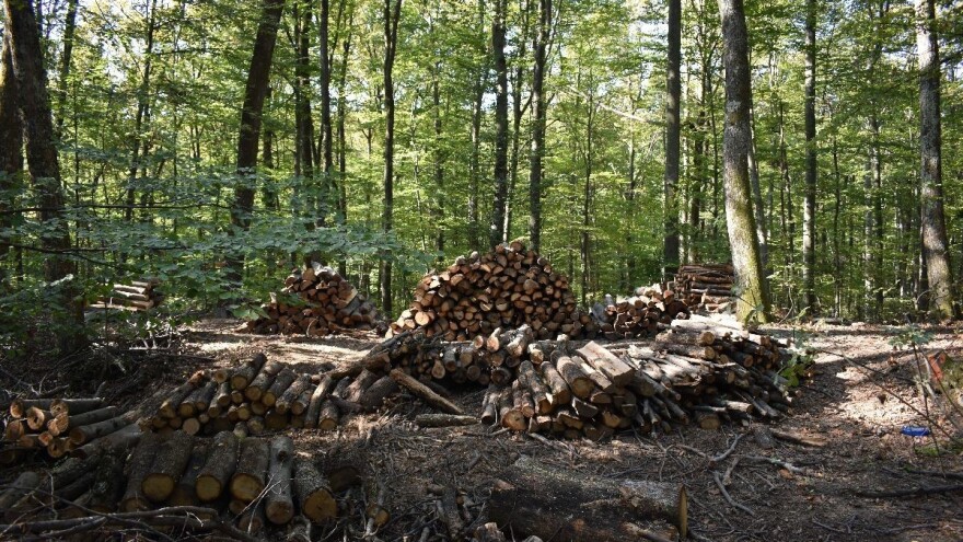 Rastao ukupan output šumarstva i uložen rad?