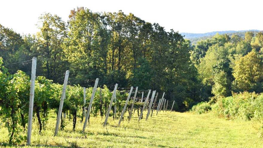 Koridori za divljač, više biljnog pokrova, živice, šumarci - spas su za vinograde