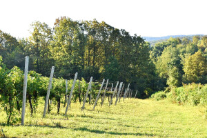 Koridori za divljač, više biljnog pokrova, živice, šumarci - spas su za vinograde