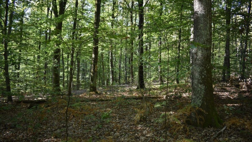 Natječaji vrijedni 145 milijuna kuna za sektor šumarstva u javnoj su raspravi