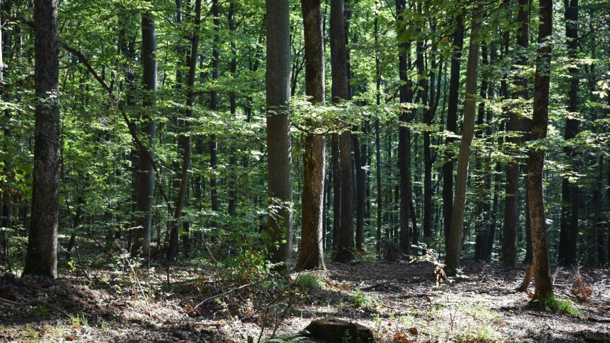 Top 10 zanimljivosti o drveću i šumama