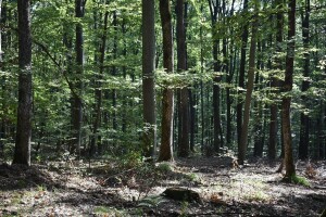 Šume nas neće spasiti ako nastavimo proizvoditi CO2 ovim tempom