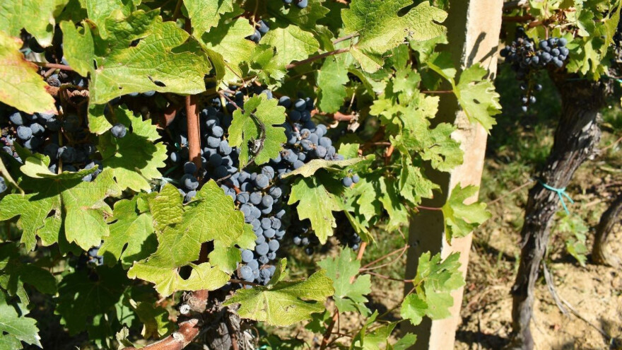 Objavljene rang liste odabranih prijava za Vinsku omotnicu