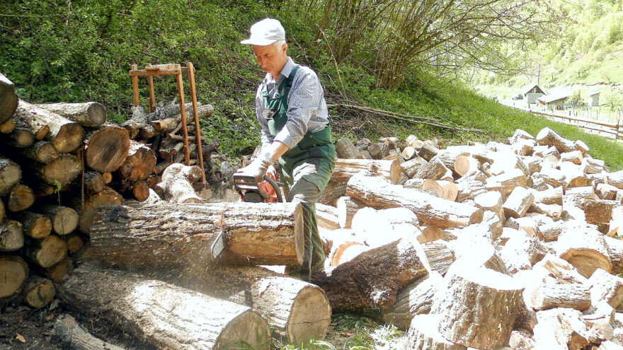 I u osmoj deceniji obara stabla i zavodi red u šumi