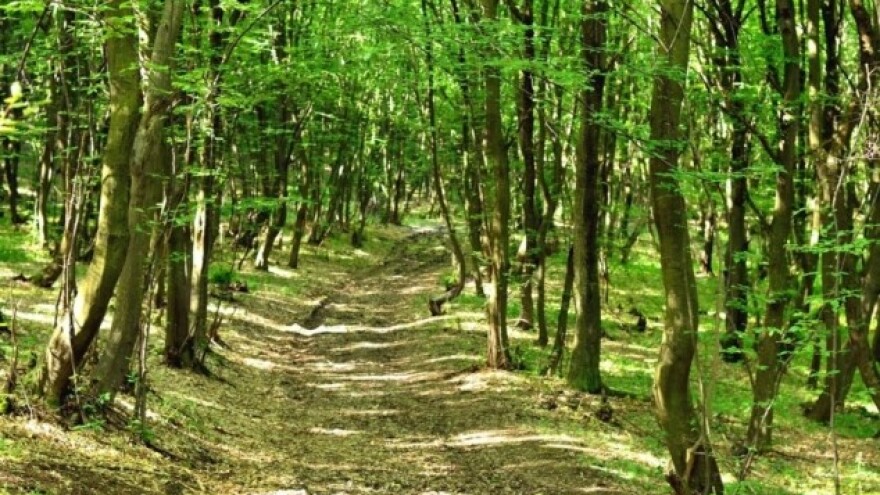 Žele da posade 50 miliona stabala za 24 sata!
