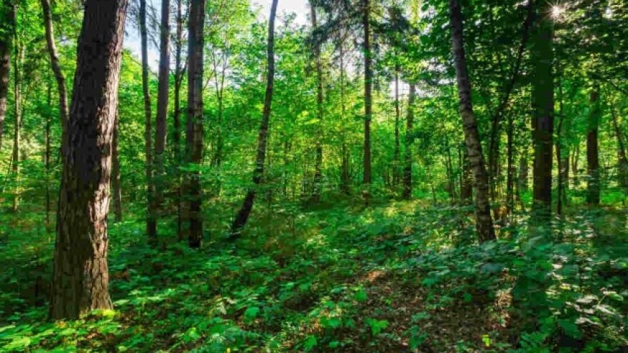 Poljaci žele da seku jednu od poslednjih prašuma u Evropi