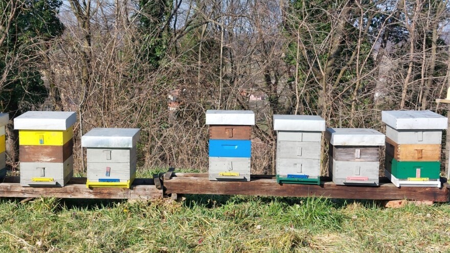 Koje radove obavljamo u pčelinjaku tokom marta?