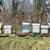 Koje radove obavljamo u pčelinjaku tijekom ožujka?