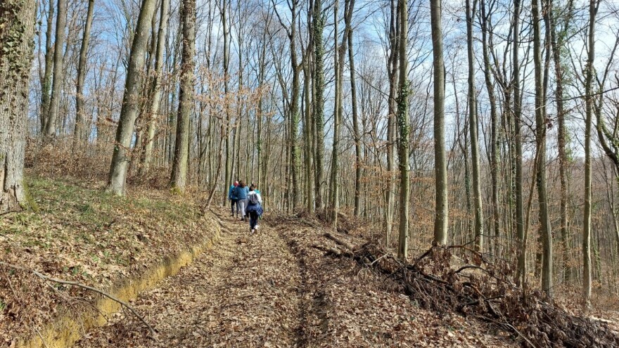 Svjetski im je dan, a Hrvatska je jedna od najšumovitijih europskih država