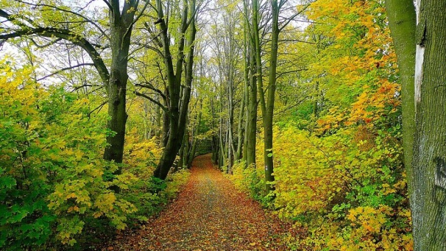 Održavanje šumske infrastrukture u privatnim šumama