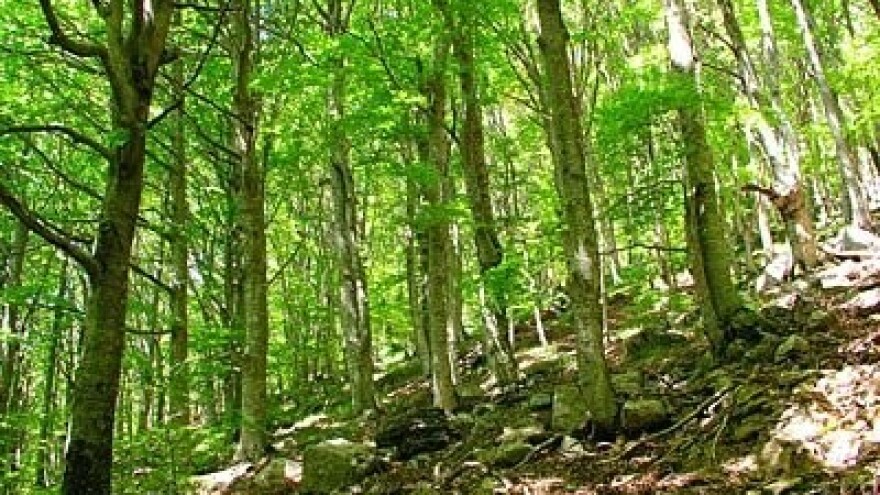 Gospodarenje šumama na području Siska