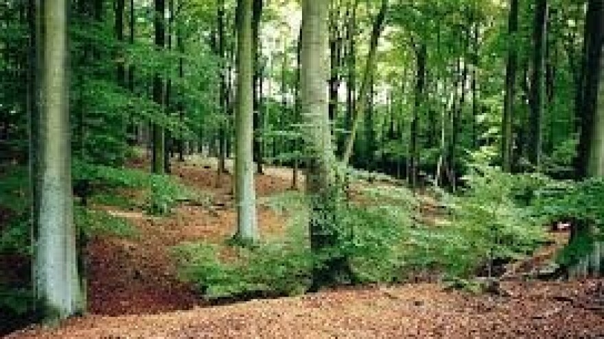 Svjetski dan šuma i 250 godina hrvatskog šumarstva