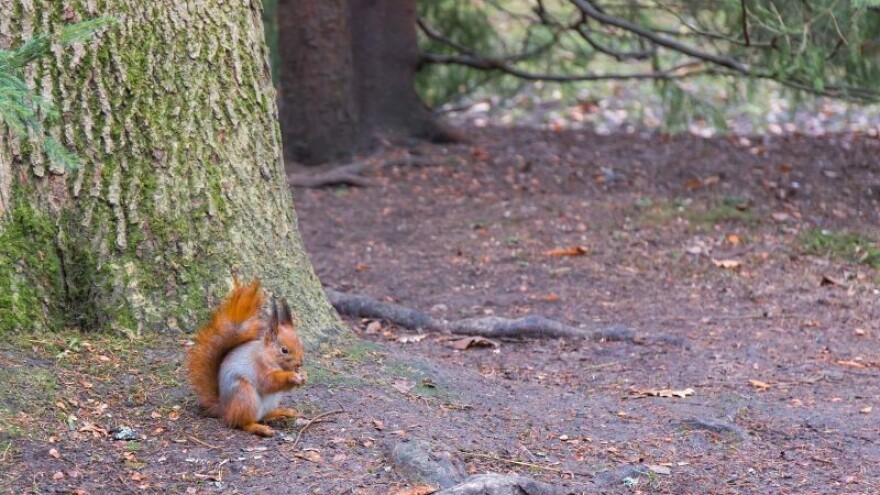 U međimurskoj šumariji posječena i ukradena stabla!