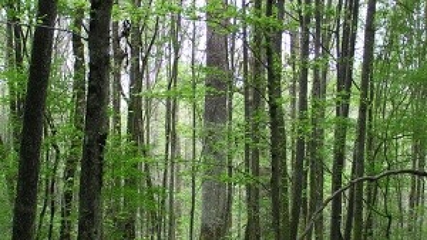 Rujanski radovi u šumi