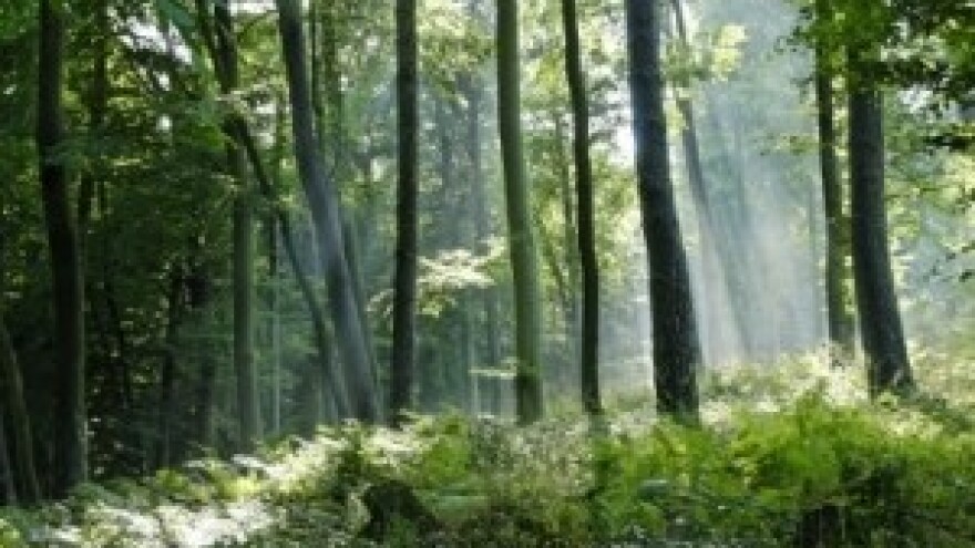 U susjednoj BiH obilježen Svjetski Dan šuma