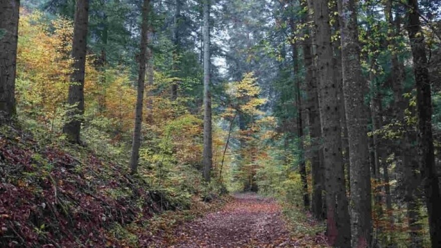 Srbiji 3,2 miliona dolara za unapređenje šuma