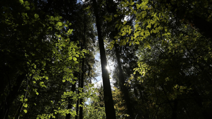 Nastavlja se sječa višestoljetnih stabala u Bjelovejskoj šumi