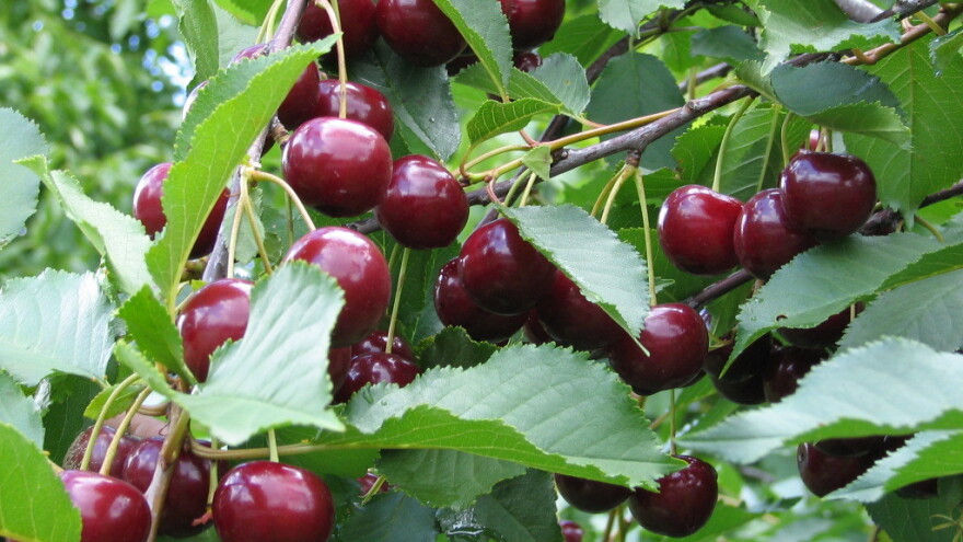 Višnja šumadinka -  sorta dugoročne stabilnosti