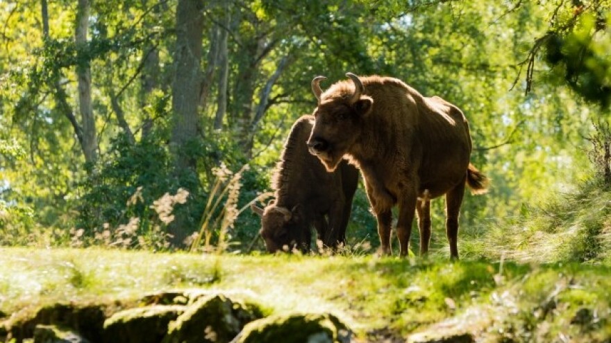 Poljaci će posjeći poznatu europsku prašumu?