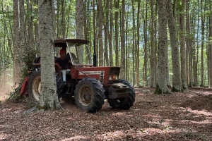 Talijani sječu mogu prilagoditi potrebama i utjecaju tržišta