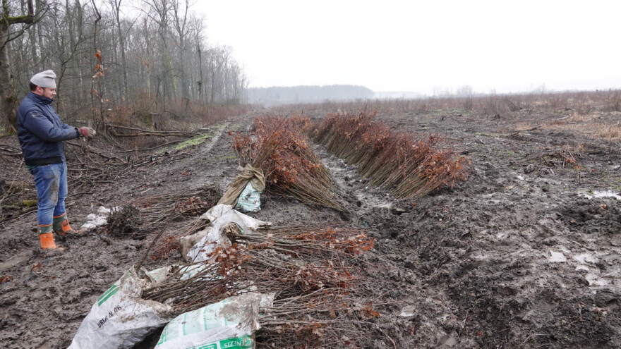 Od šikare do kvalitetne lužnjakove šume