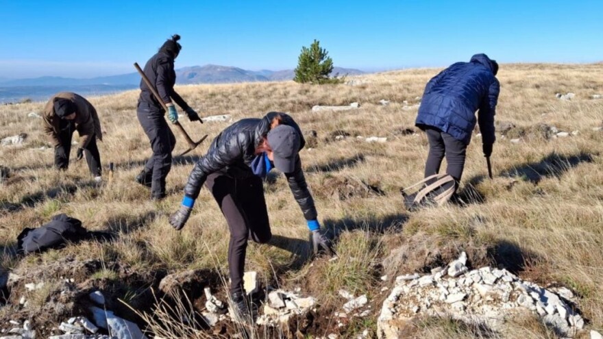 Obnova šuma u Tomislavgradu: Zasađeno više od 140.000 sadnica