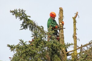 Akcijski planovi za šume: drvna zaliha raste!