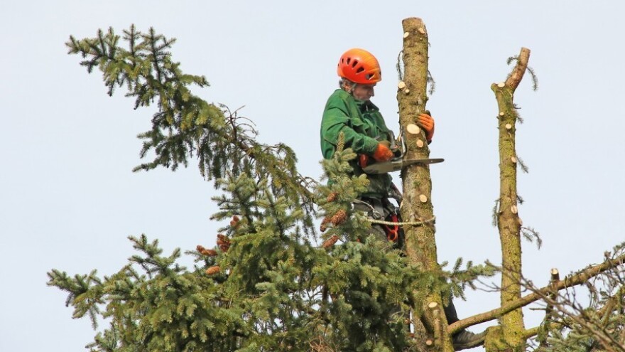 Akcijski planovi za šume: drvna zaliha raste!